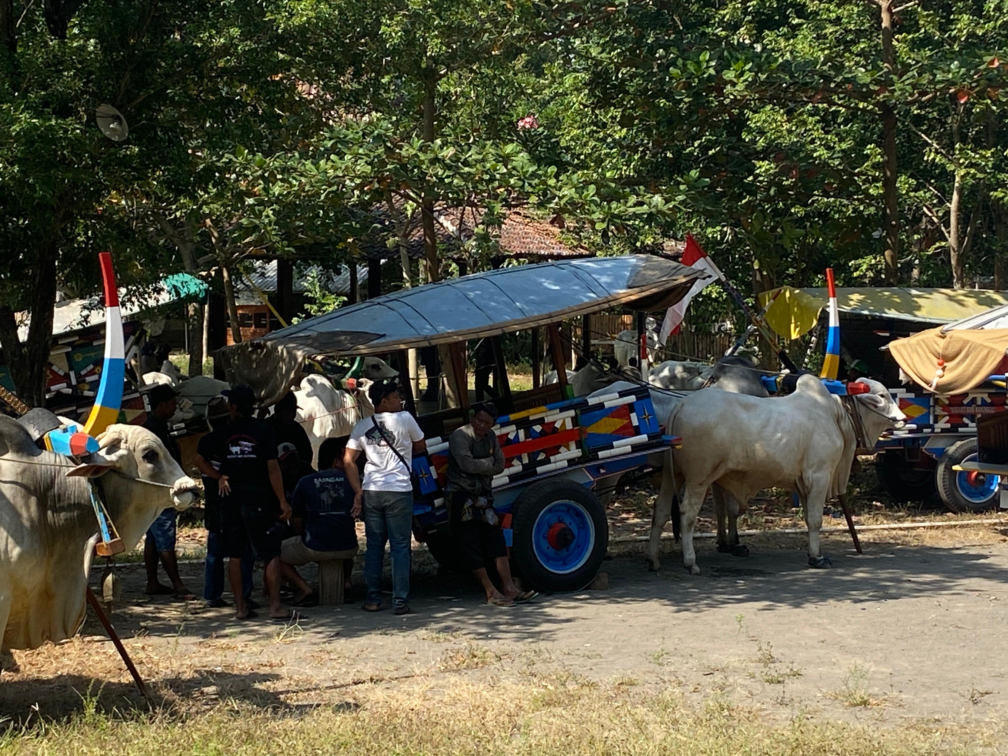 Kumpul Badjingan Gerobak Sapi. Cara Badjingan menyemarakkan kemerdekaan di Sleman. (Agung Dwi Prakoso/ Radar Jogja)