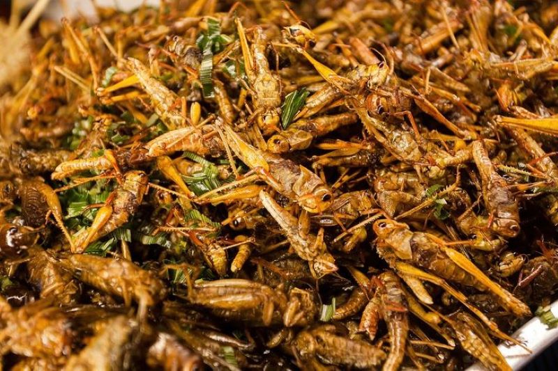 Rasakan cita rasa yang lezat dan gurih dari belalang goreng.
