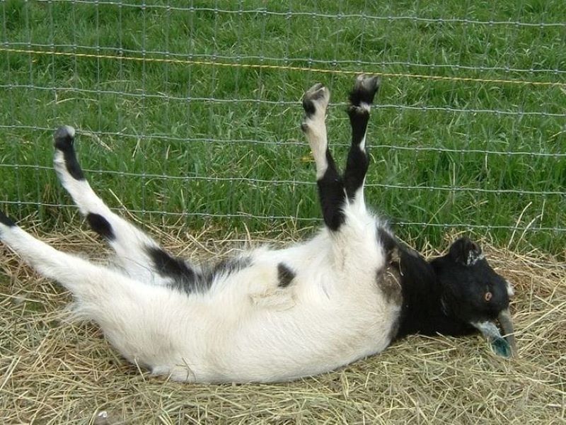 Contoh kambing myotonic yang mengalami ketenganga otot saat terkejut.