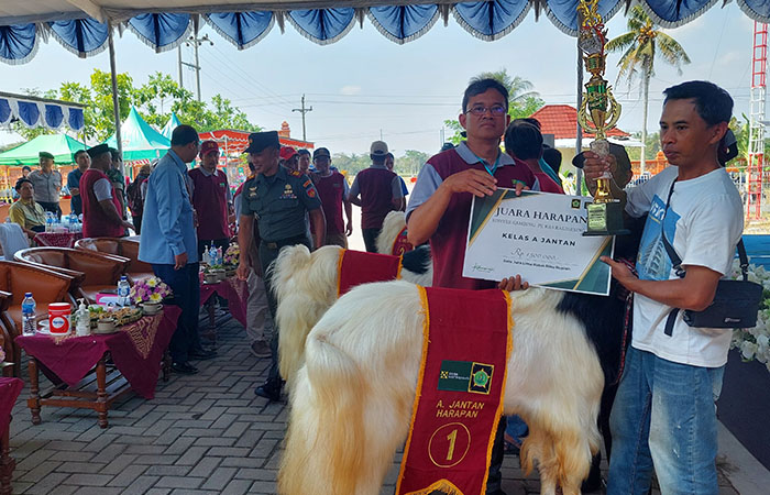 PENGHARGAAN: Kambing yang menjuarai kontes dijajarkan.