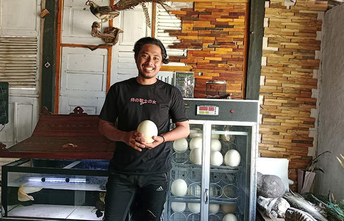 Aswin Langgoso menunjukkan telur burung unta. Beserta burung unta yang sudah dipeliharanya.Delima Purnamasari/Radar Jogja