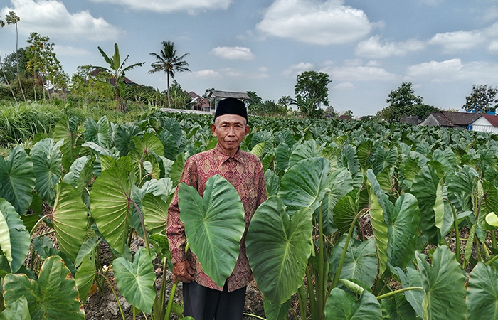 Ketua Kelompok Sedyo Rukun, Degolan, Umbulmartani, Ngemplak Sardi di tengah kebun talas.Delima Purnamasari/Radar Jogja