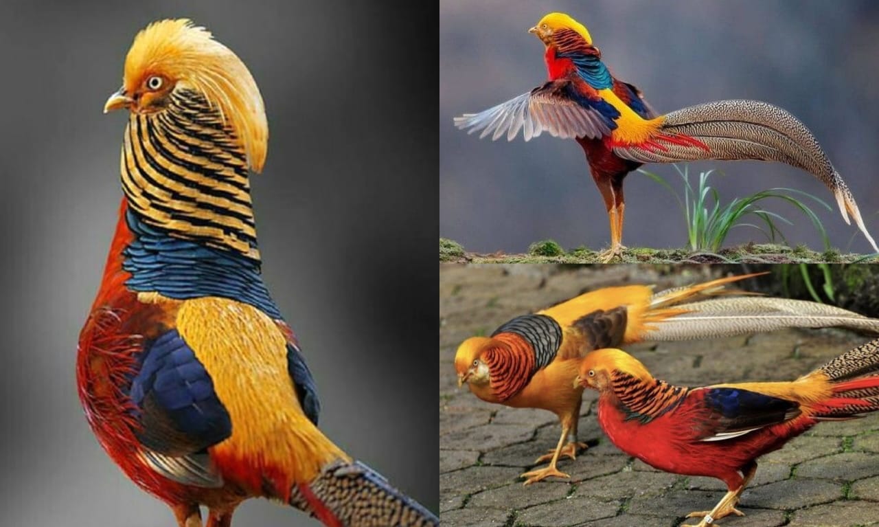 Keindahan yang memukau dari alam Cina, burung golden pheasant menyimpan pesona dan fakta unik yang tak terduga  (pinterest.com)