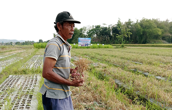 GIGIH: Mugiyo saat menunjukkan hasil tanam bawang merah di tengah musim kemarau.Delima Purnamasari/Radar Jogja