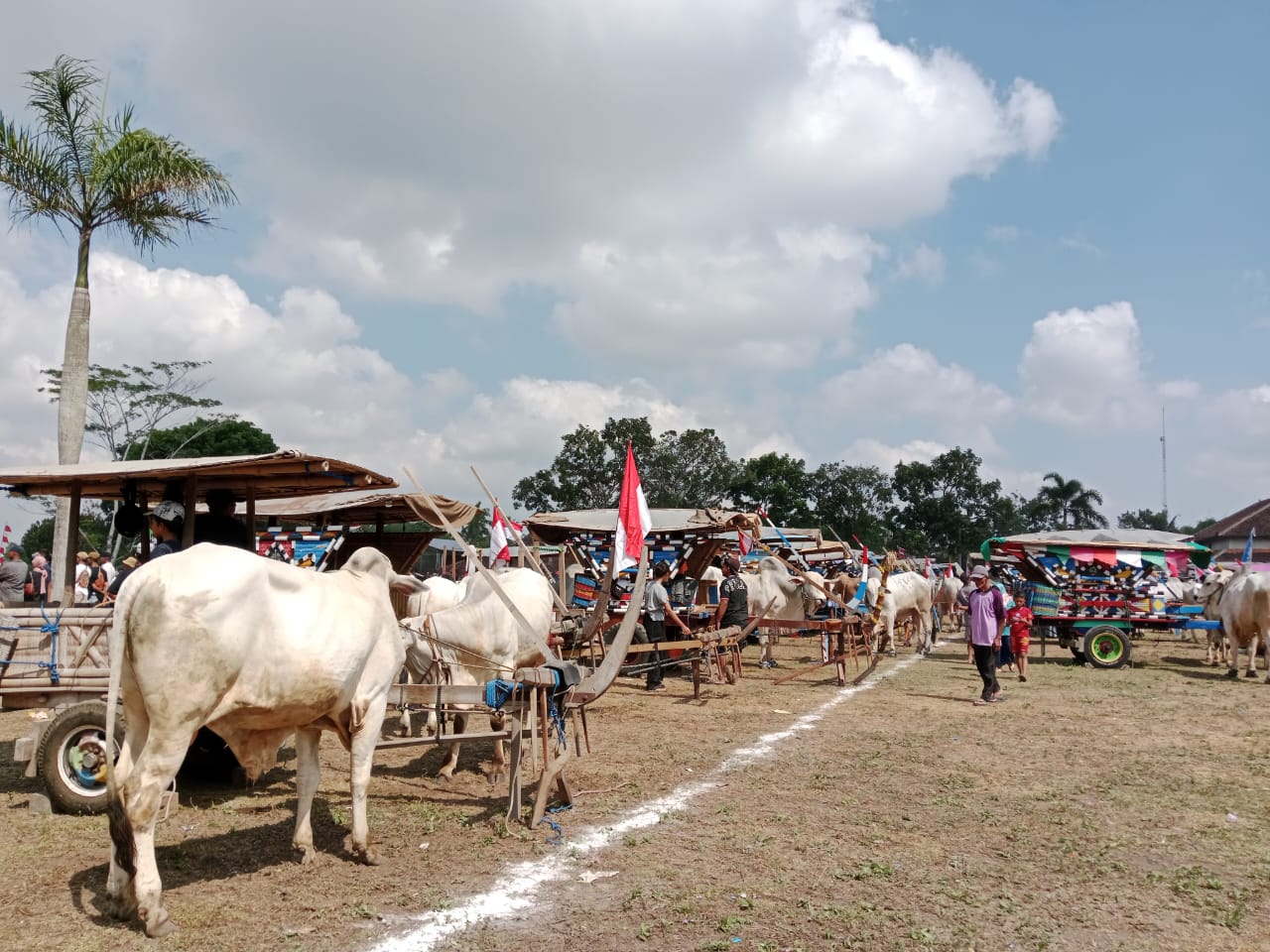 Kegiatan pawai gerobak sapi yang diselenggarakan di Lapangan Pojok, Minggu (25/8).