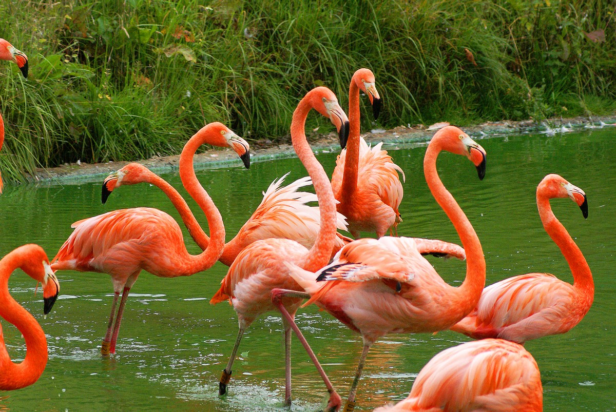 Burung flamingo dengan bulu berwarna pink.  (blogspot.com)