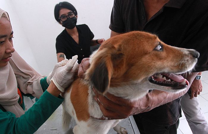 ANTISIPASI : Petugas menyuntikkan vaksin pada anjing saat vaksinasi rabies gratis.