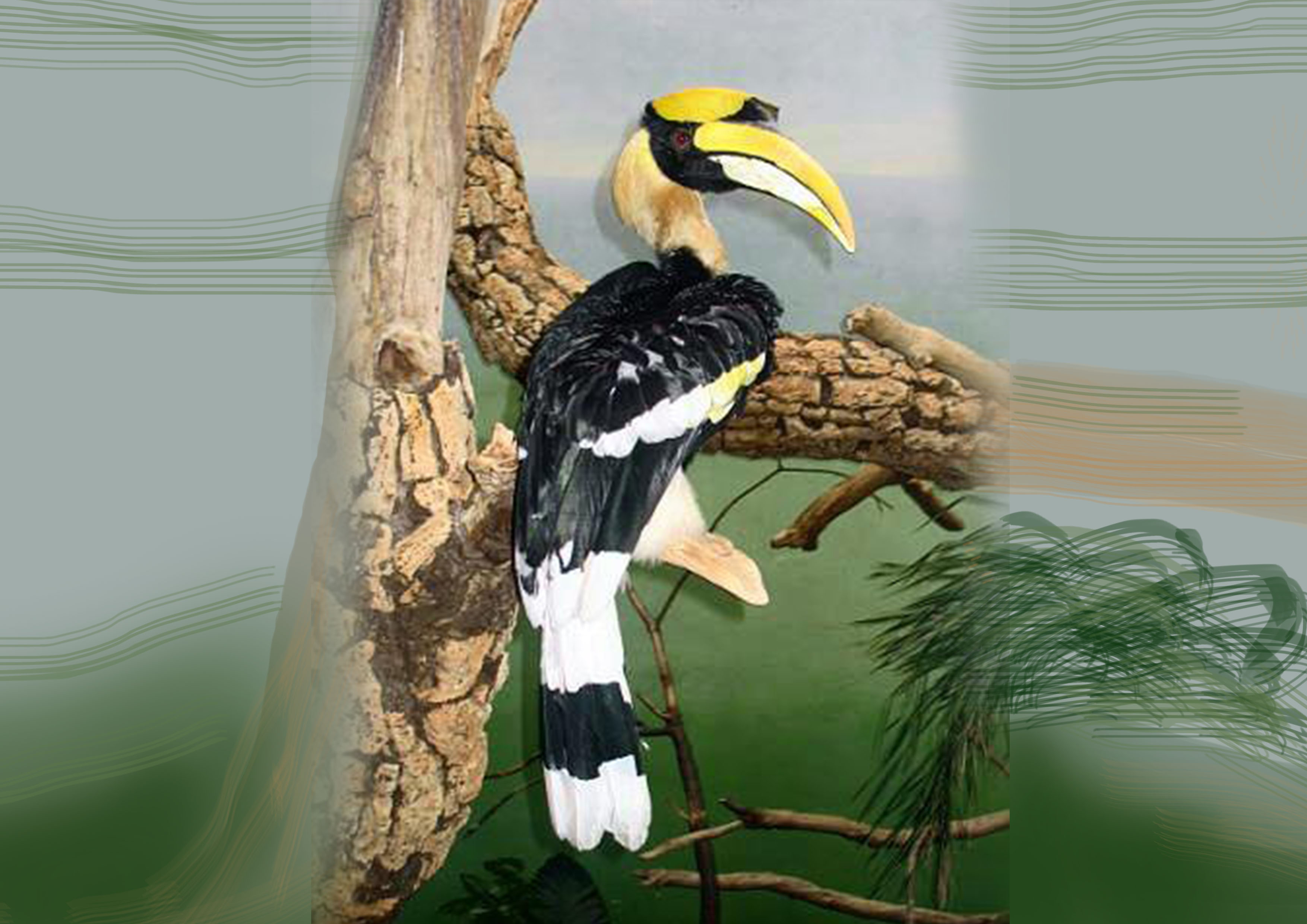 Keunikan Burung Rangkong Papua.