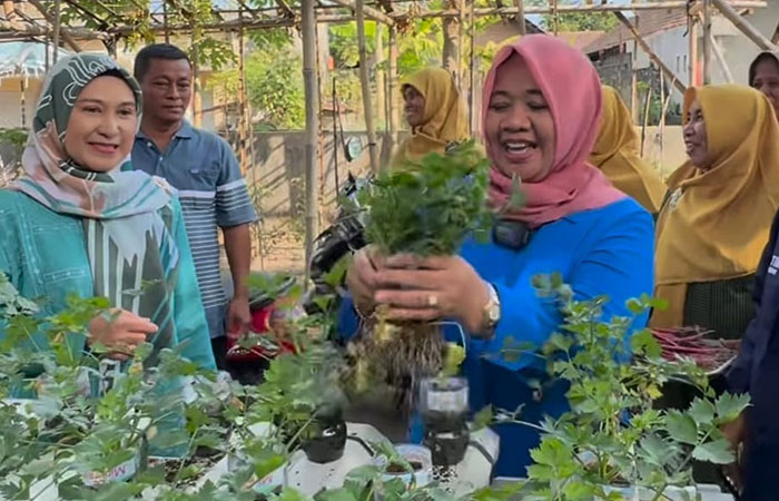 KAYA GIZI: Bupati Sleman Dra Hj. Kustini Sri Purnomo memanen bayam merah di pekarangan KWT Makmur Kalasan belum lama ini.  &nbsp;