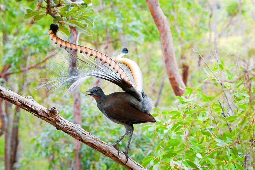 Burung Lyrebird. (boredpanda.com)
