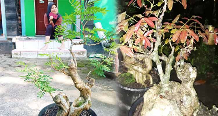 TUMBUH SUBUR: Beberapa bonsai milik Azis Dwi mejeng di halaman depan rumahnya, Sambeng, Borobudur, Kabupaten Magelang.