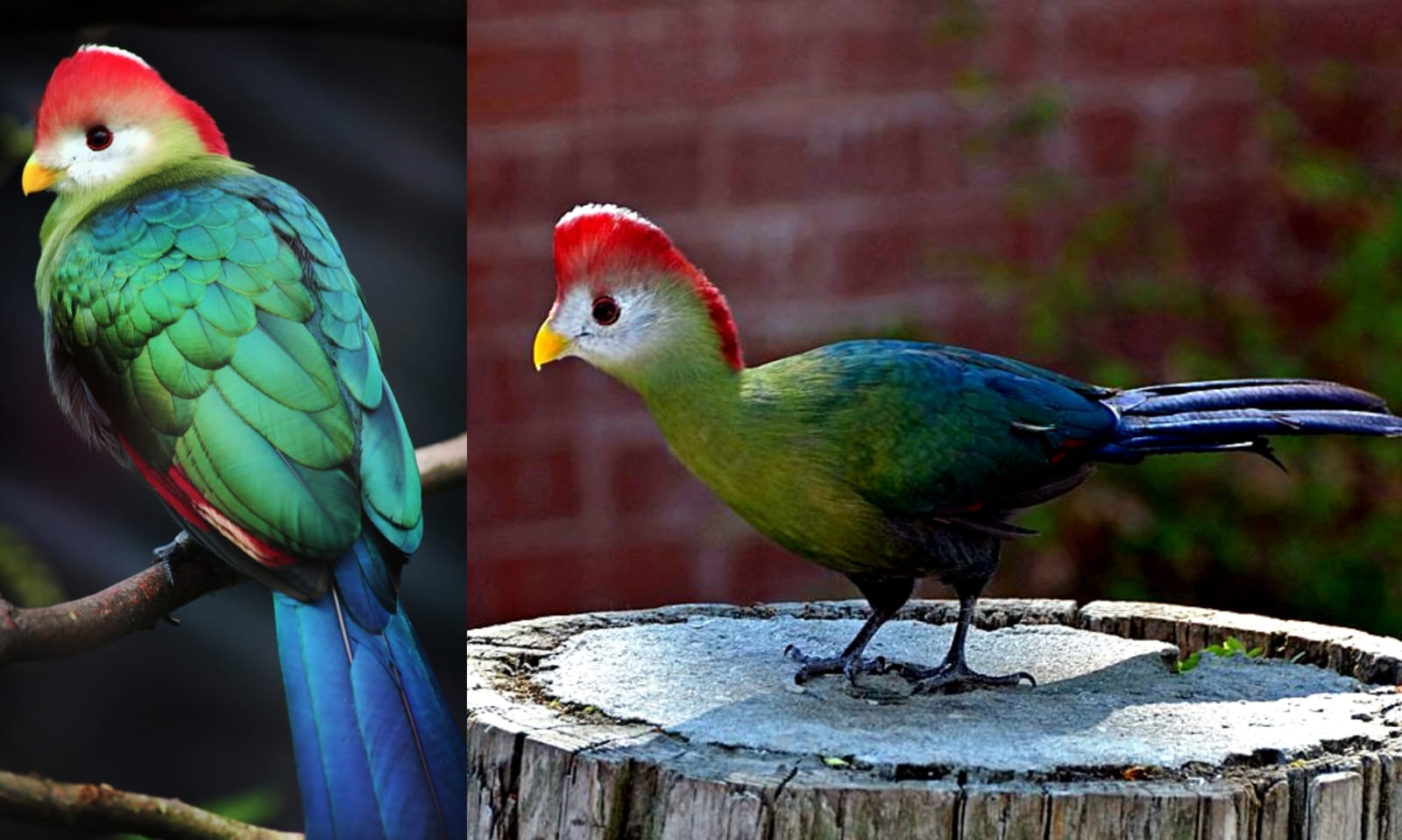 Pesona red crested turaco, si burung dengan mahkota merah yang memikat  (pinterest.com)
