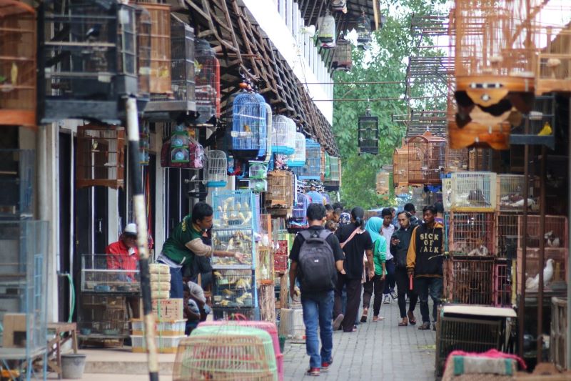 Pasar Satwa di Jogja.