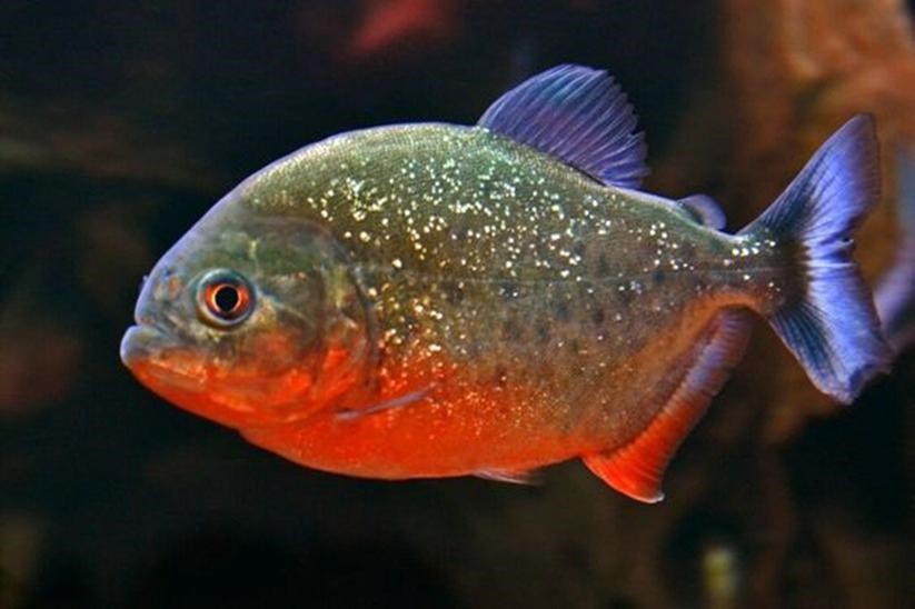 Ikan Piranha.