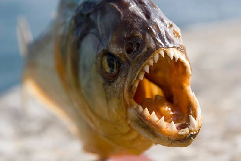 ziksn Piranha.