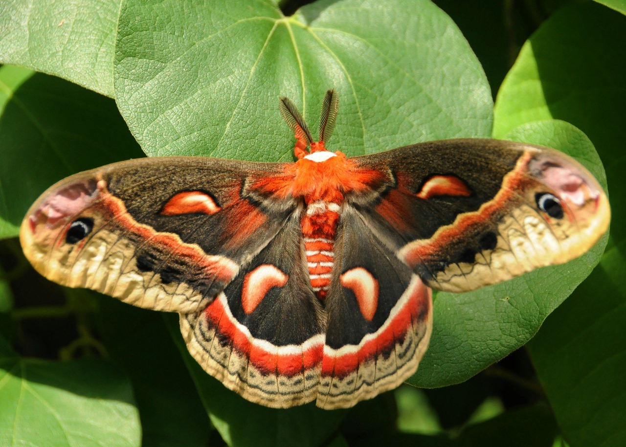 Cecropia moth, ngengat terbesar di Amerika Utara.   (pinterest)