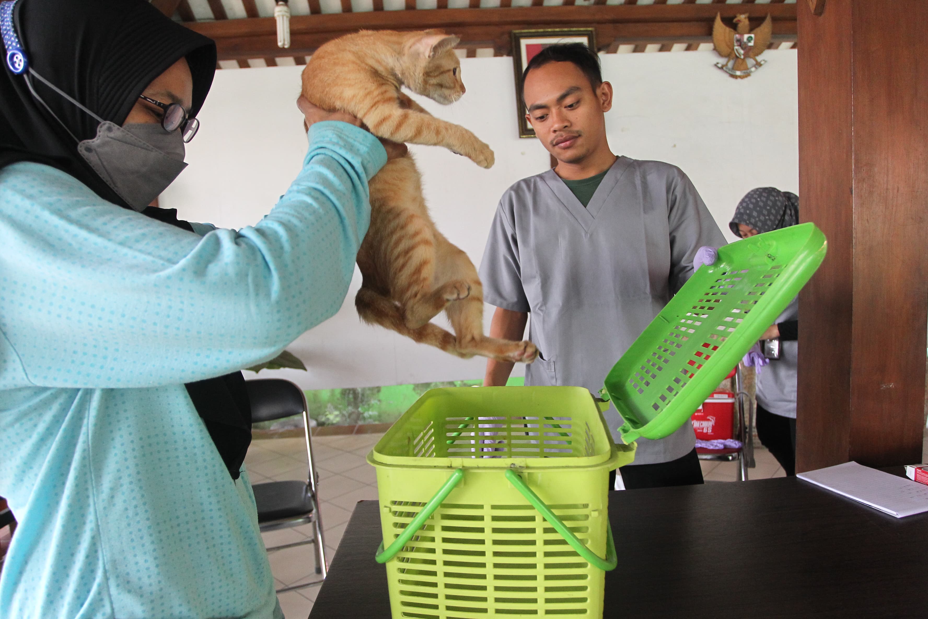 Petugas memeriksa kesehatan kucing peliharaan warga sebelum menyuntikan dosis vaksinasi rabies, di Kantor Kelurahan Mantrijeron, Kota Jogja, Rabu (4/9). Foto : Guntur Aga/Radar Jogja