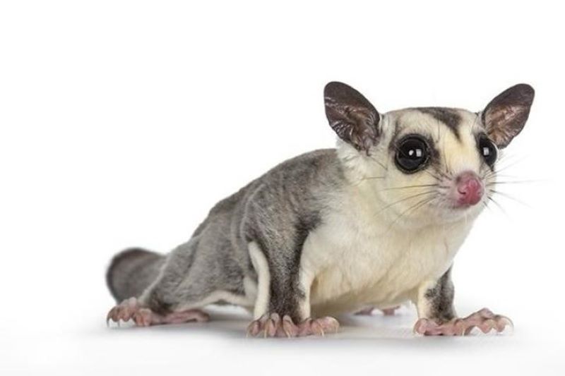 Sugar glider, sering disebut sebagai "sugar bear" atau "honey glider".