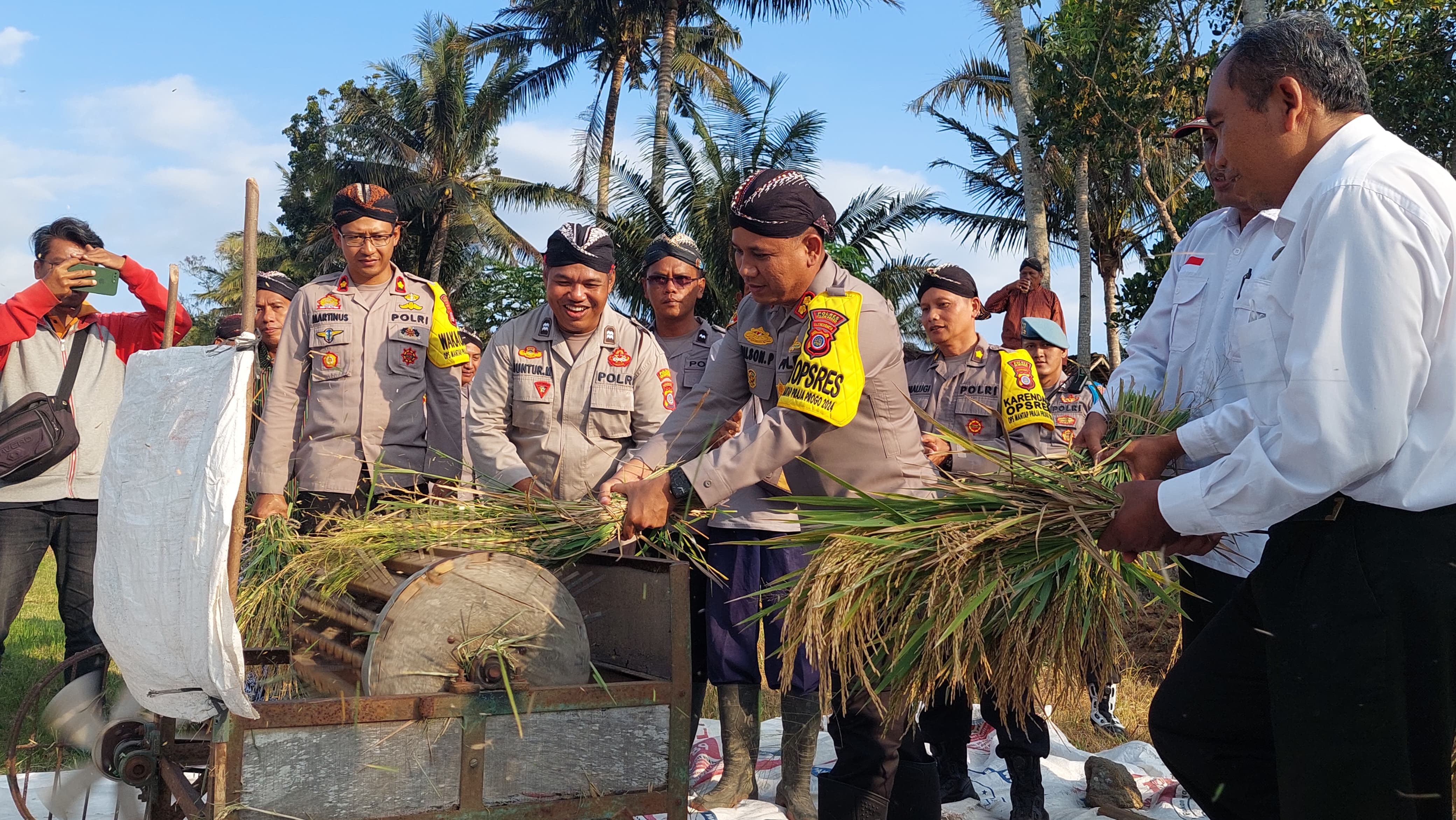 PANEN: Kapolres beserta jajarannya melakukan panen perdana di Bulak Nglatek.