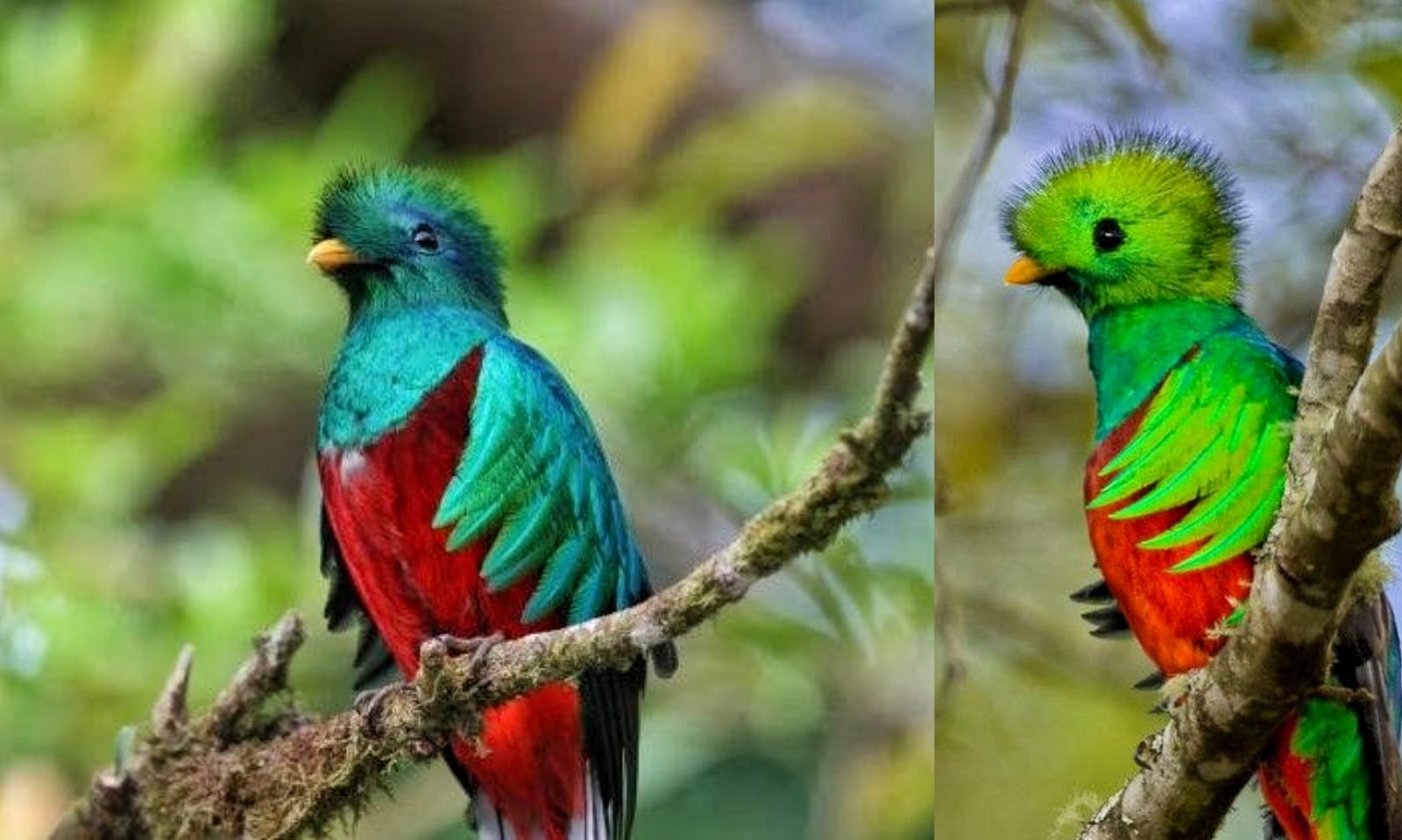 Seperti lukisan hidup, resplendent quetzal hadir dengan keindahan yang menginspirasi (Kolase foto sumber pinterest.com)