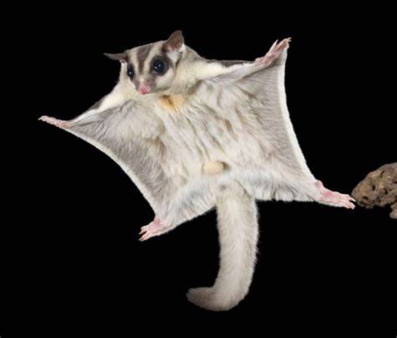 Sugar Glider (the wilderness society)