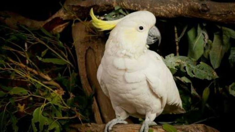 Burung kakak tua.