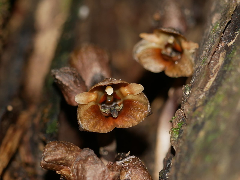 Anggrek langka, Gastrodia Bambu.
