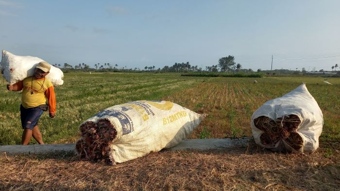 MINIM: Arip Mualim saat sedang memanen bawang merah yang ditanamnya selama 45 hari. Hasil panen kurang maksimal karena serangan jamur.