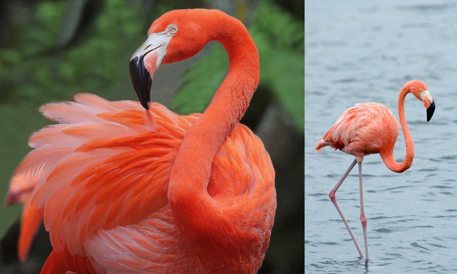 Pigmen merah muda Caribbean Flamingo bikin terpikat! Salah satu keindahan alam yag patut dilestarikan   (pinterest.com)
