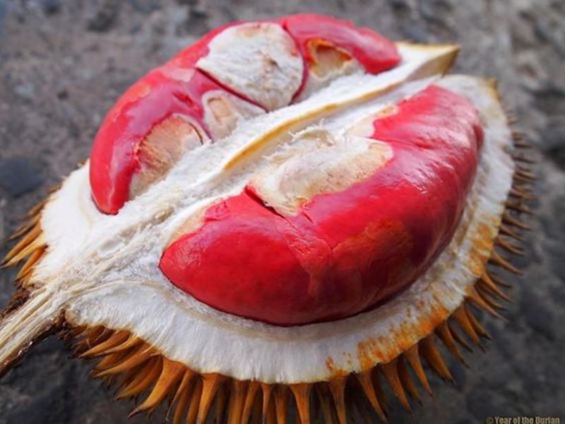Buah durian merah.