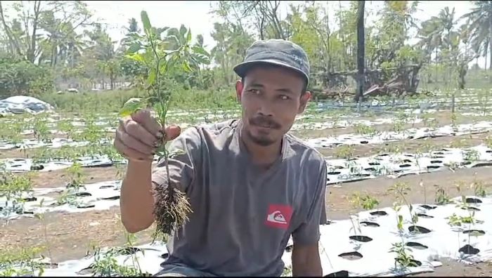 BUSUK: Petani Karangsewu, Galur, Kulon Progo Riyono saat menunjukkan akar cabai yang sudah mengalami pembusukan sehingga pertumbuhan tidak optimal Rabu (11/9/2024).