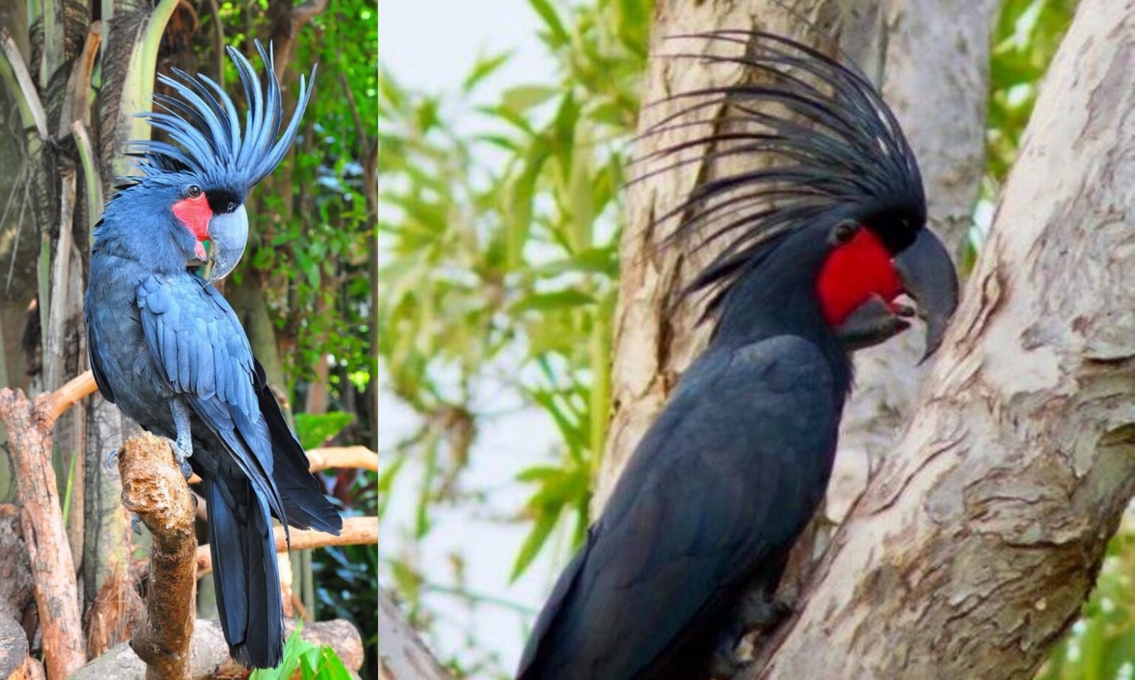 Burung kebanggaan Papua dengan karisma yang tak tertandingi (Kolase foto dari pinterest.com)