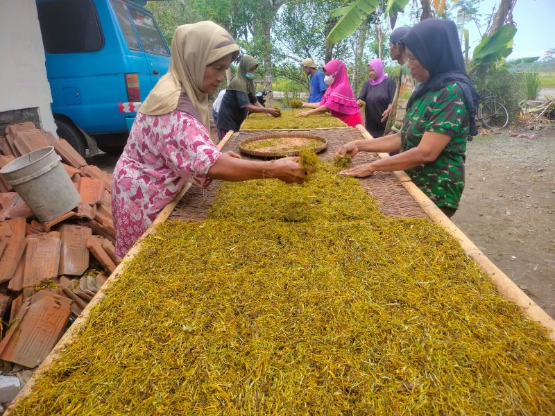 Para petani tembakau di Desa Karangmulyo, Purwodadi, Purworejo sudah mulai memasuki masa panen tanaman tembakau.