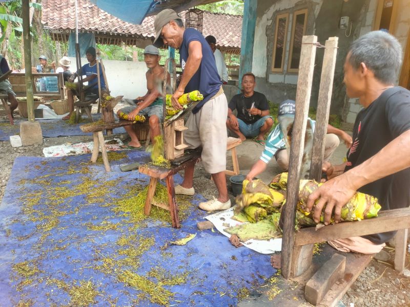 Para petani tembakau di Desa Karangmulyo, Purwodadi, Purworejo sudah mulai memasuki masa panen tanaman tembakau.