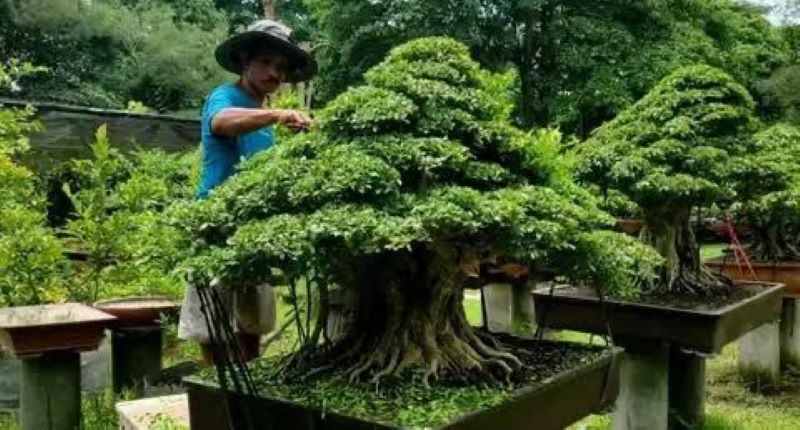 Tanaman Bonsai https://images.app.goo.gl/scbwbd6pt9e6yQ4K9