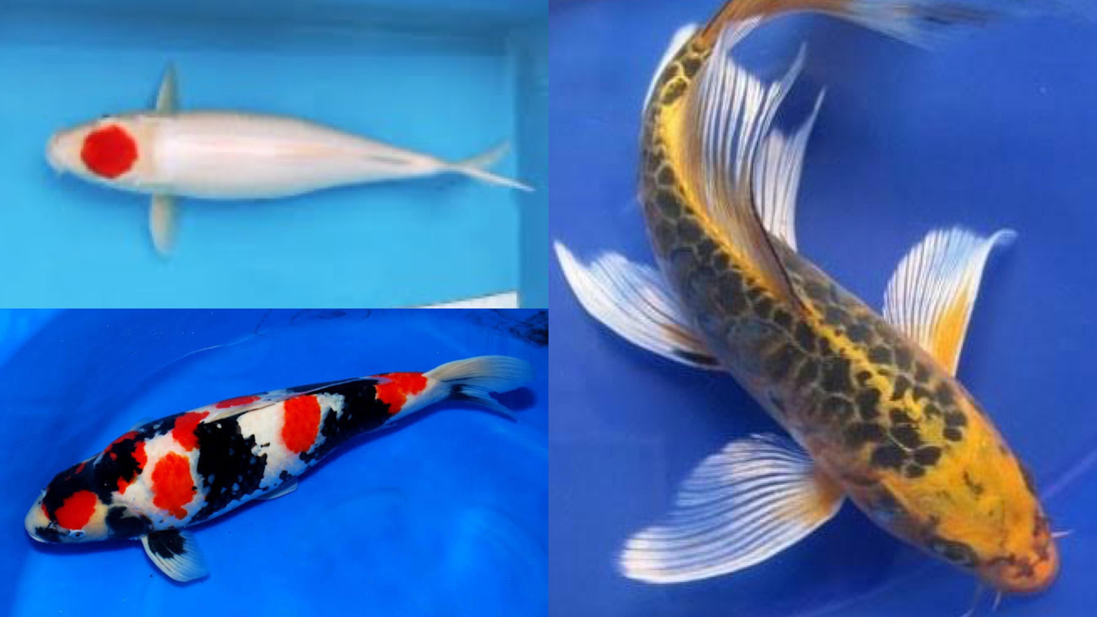 Jenis Ikan Koi (kolase berbagai sumber)