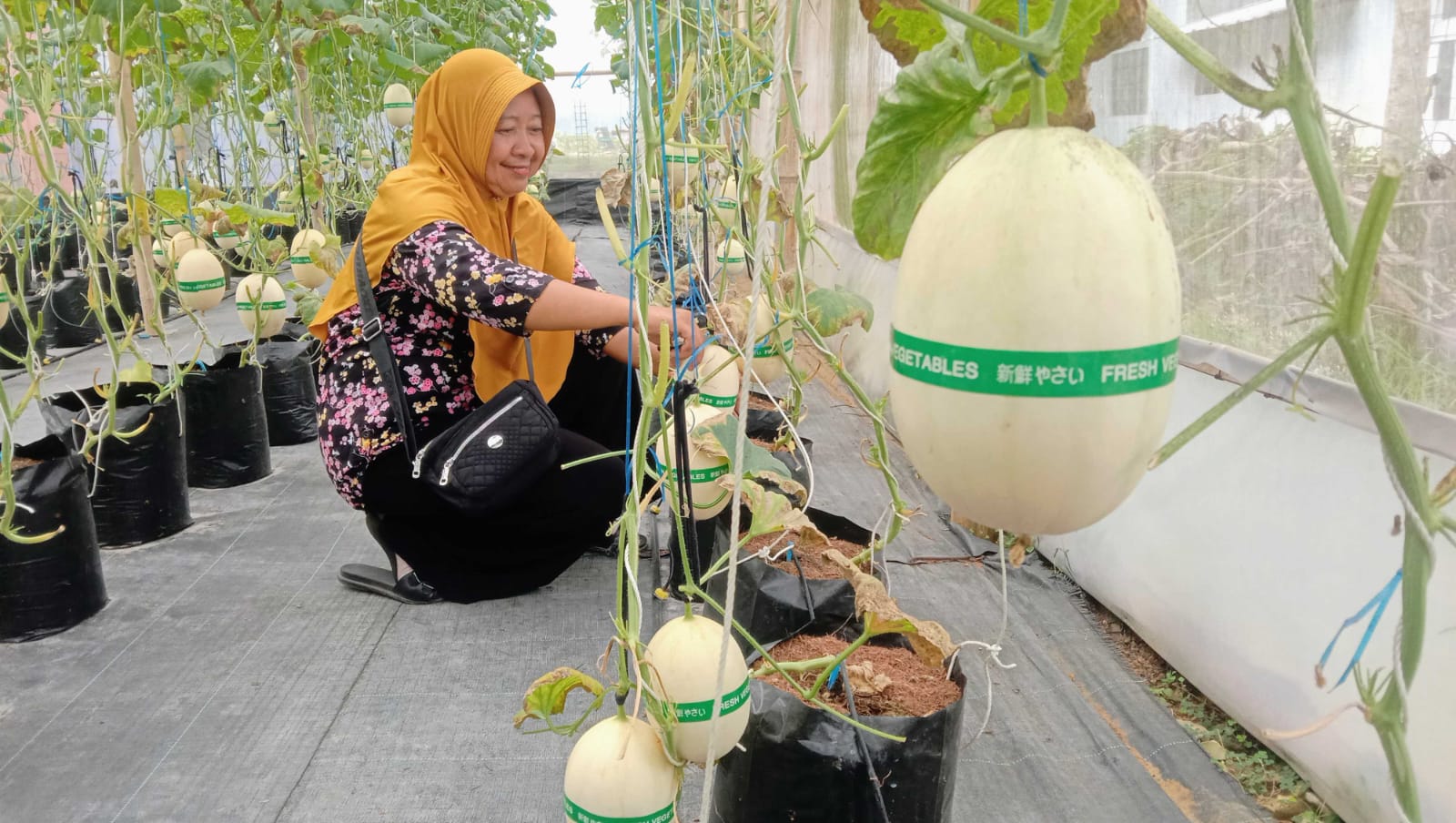 PENGALAMAN: Pengunjung saat menikmati suasana wisata petik buah melon kirani di Desa Dlisenkulon, Pituruh, Purworejo.  &nbsp;