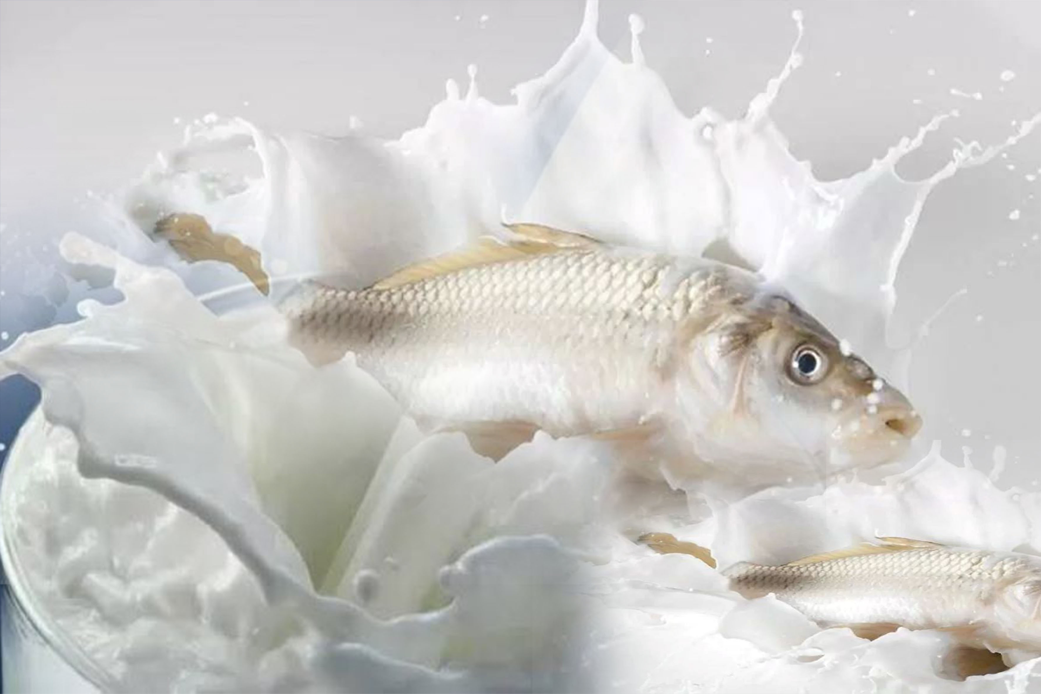 Ilustrasi Susu Ikan.