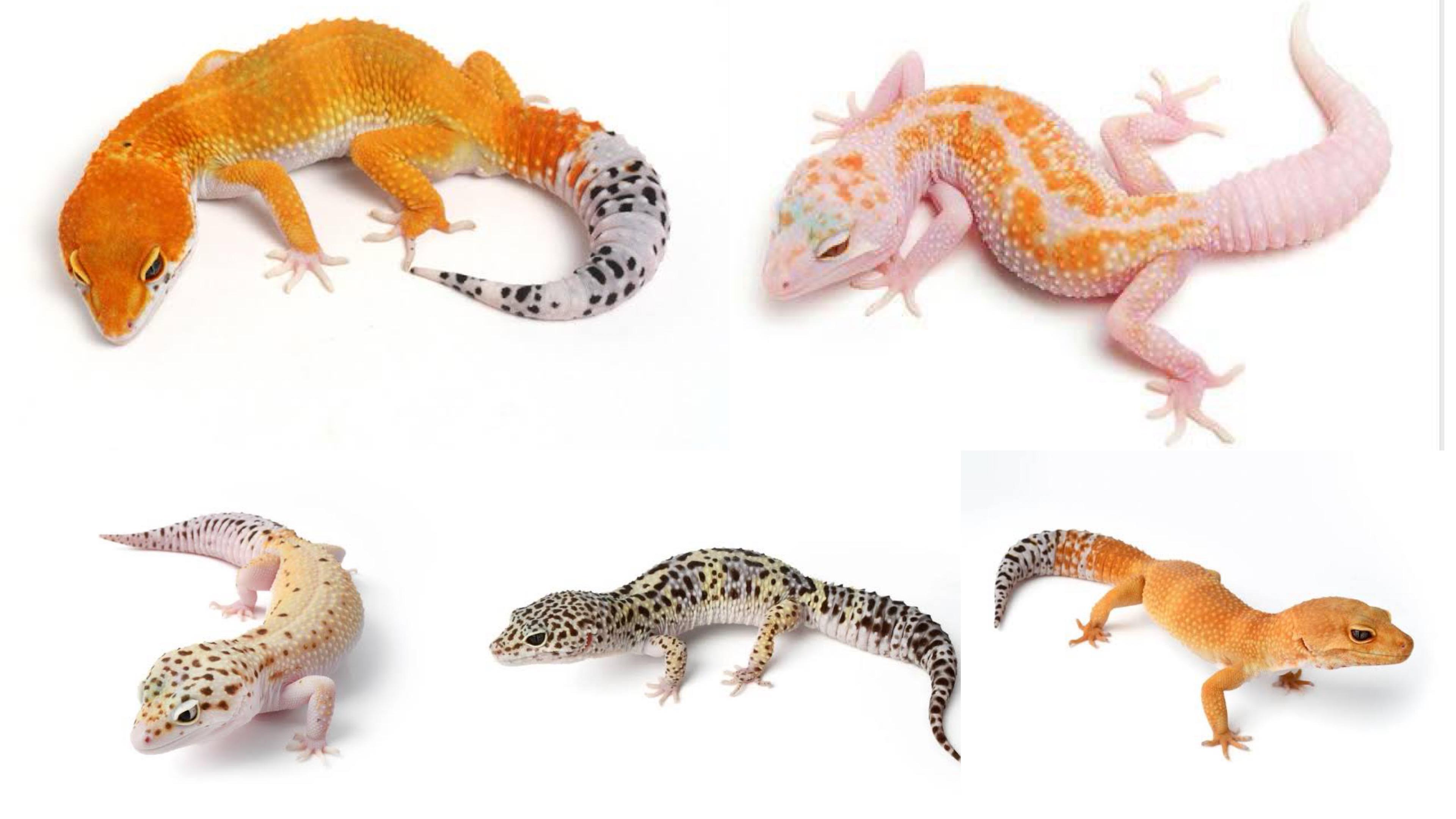 Jenis Leopard Gecko (kolase berbagai sumber)