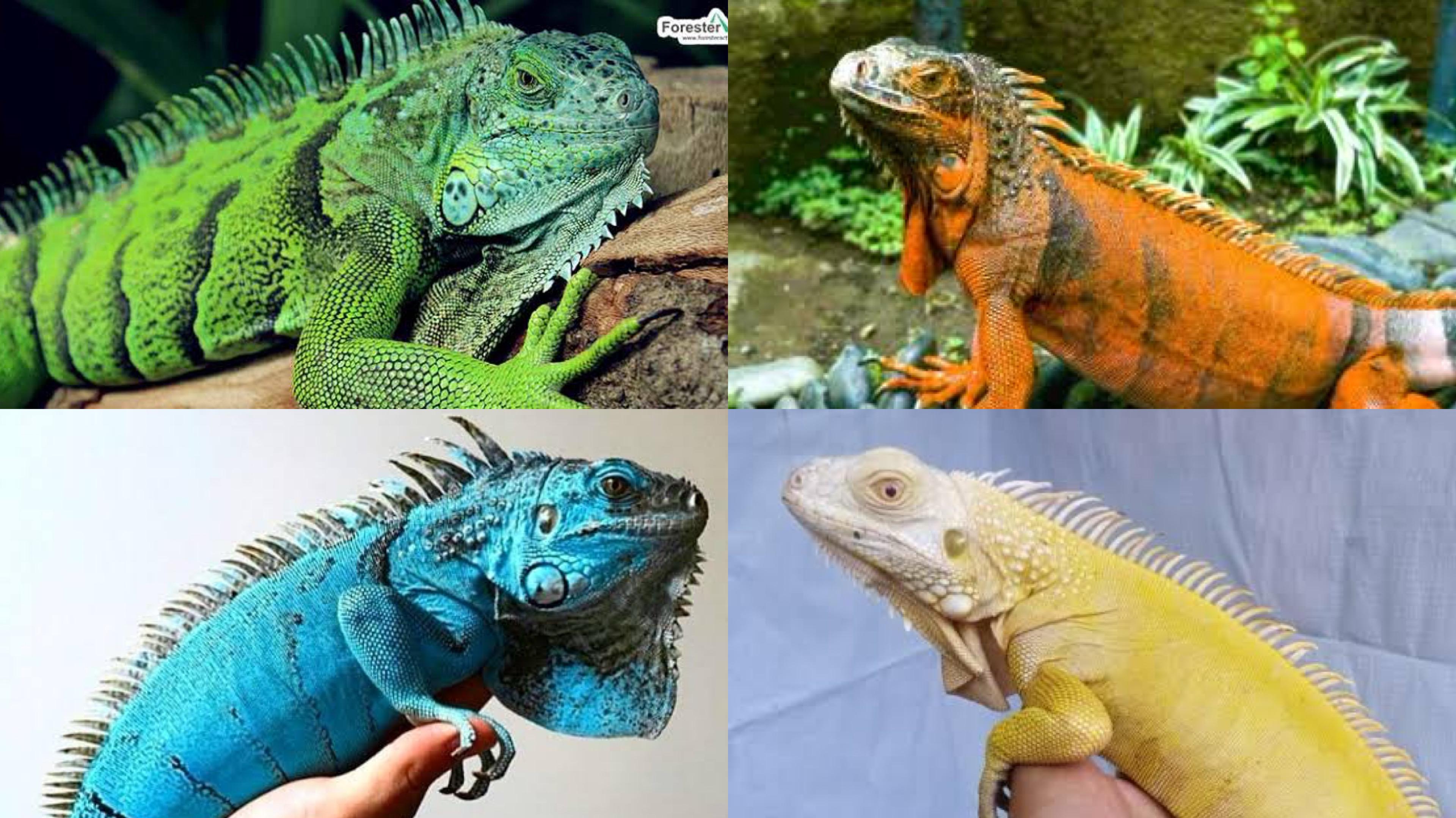 Jenis Iguana (kolase berbagai suber)