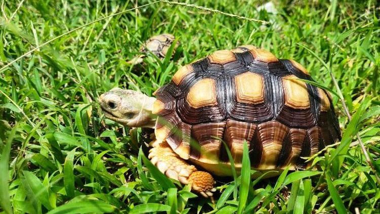 Beby Sulcata. https://images.app.goo.gl/VDLUmyM2o2uBigWD8