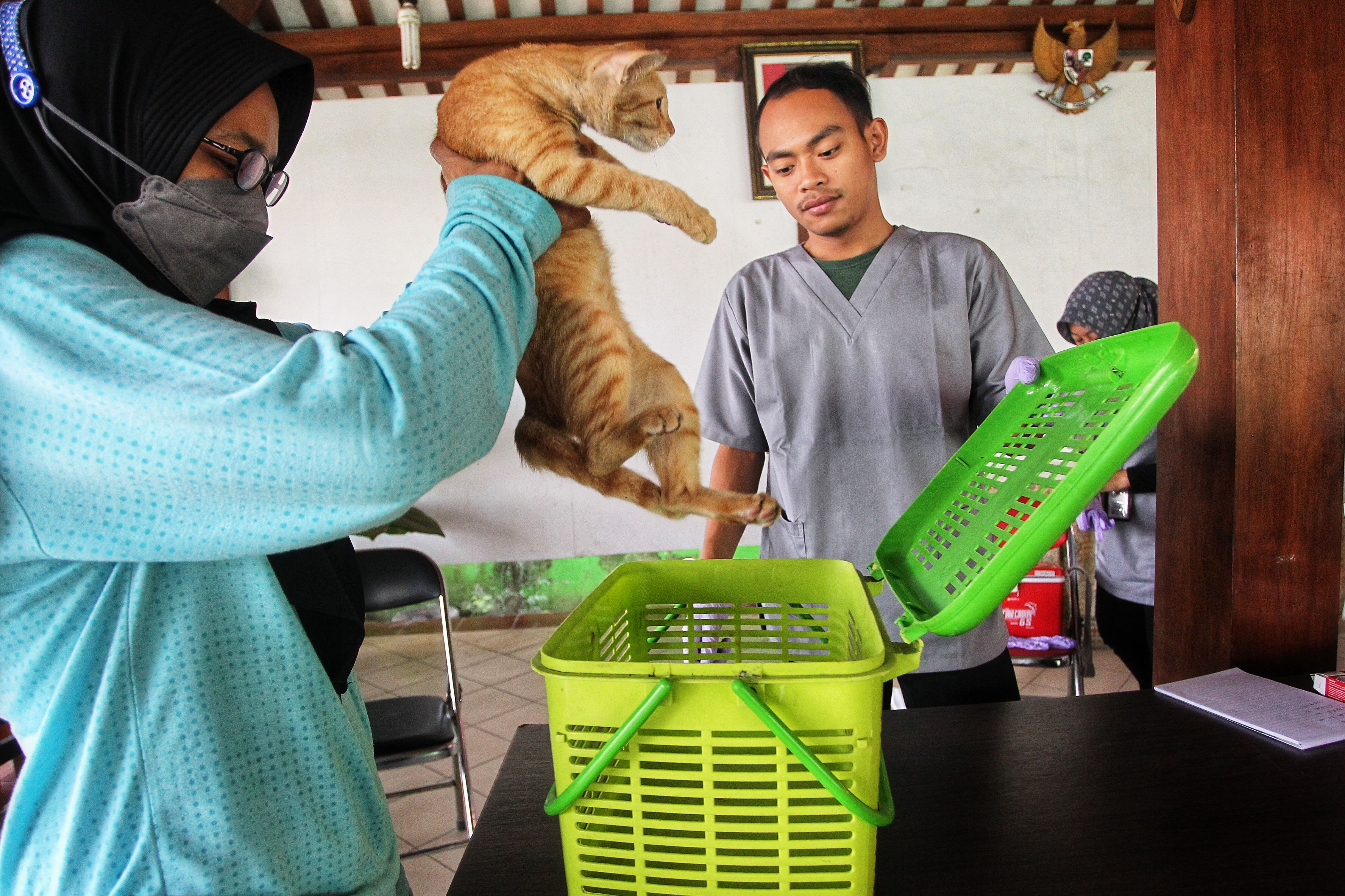 Petugas memeriksa kesehatan kucing peliharaan warga sebelum menyuntikan dosis vaksinasi rabies di Kantor Kelurahan Mantrijeron, Kota Jogjakata (4/9/2024).
