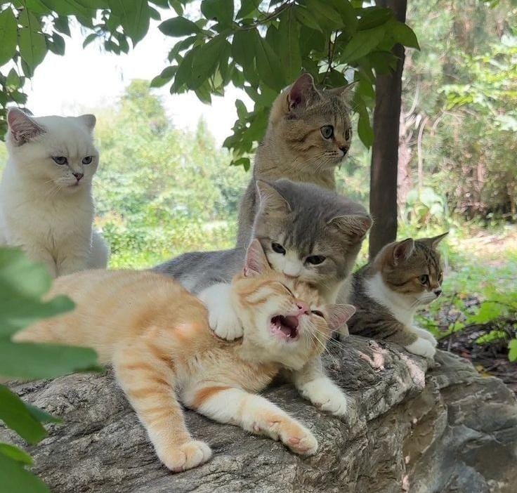 Keunikan Kucing Sumber : X/@ShouldHaveCat