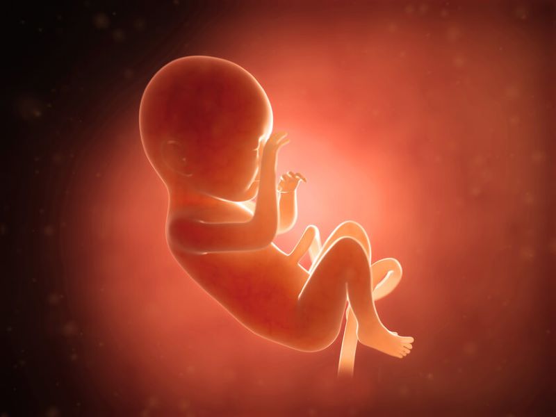 Ilustrasi janin bayi yang berada dalam kandungan.