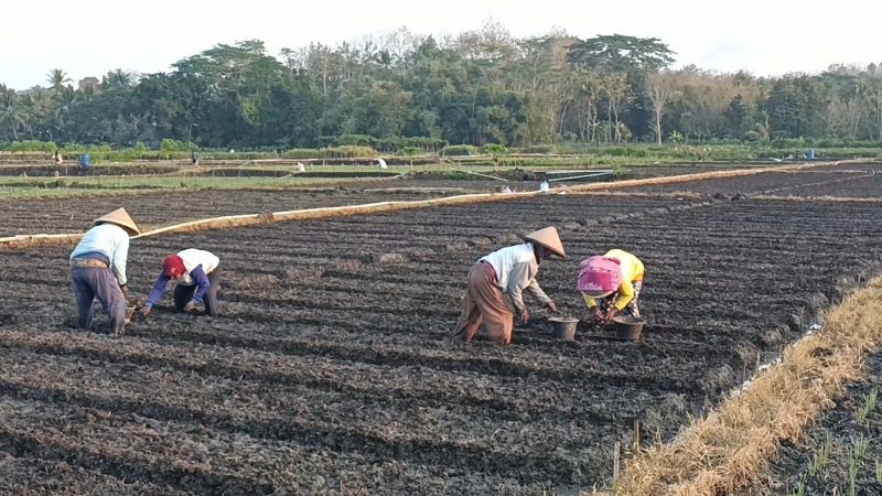 MENANAM: Petani bawang merah di Kulon Progo melakukan penanaman bibit. Mereka keluhkan sulitnya mencari tenaga buruh tanam bawang merah yang didominasi usia lanjut.