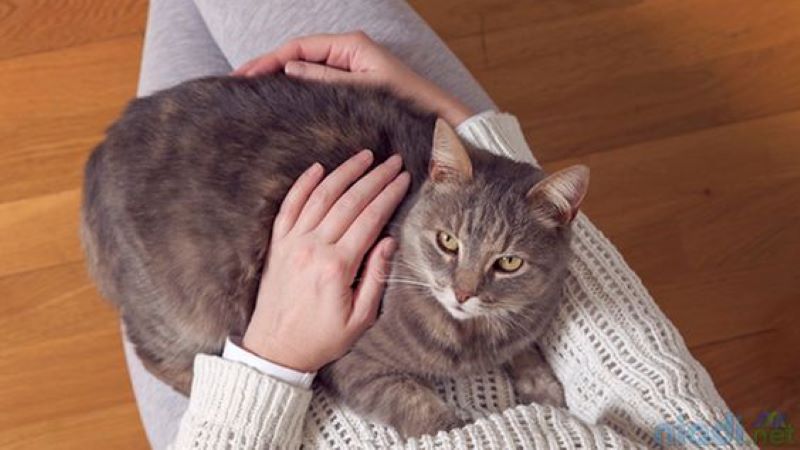 Bahaya bulu kucing bagi kesehatan.