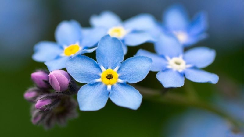 Menyelami simbol bunga forget me not.