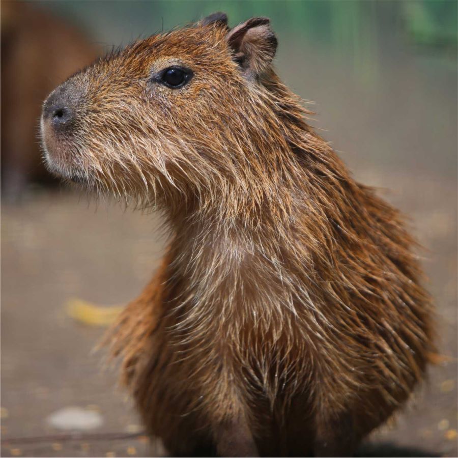 Hewan kapibara (Sumber gambar : gembiralokazoo.com)