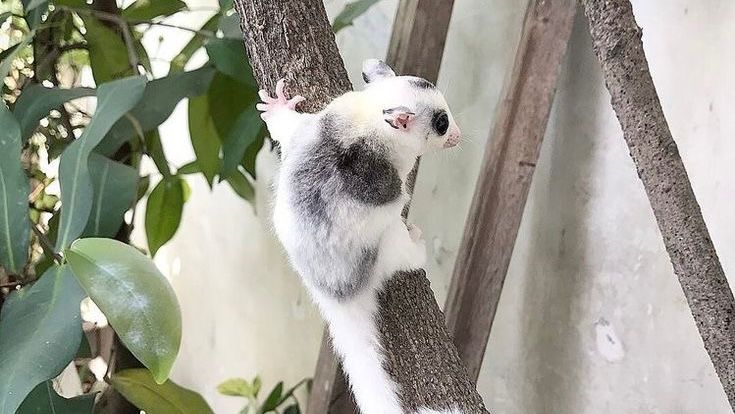 Tips Memelihara Sugar Glider https://pin.it/1PhmSH2qu