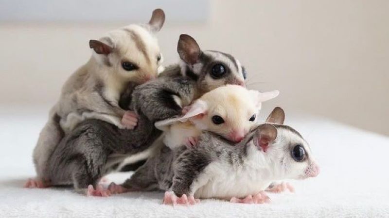 Jenis Sugar Glider https://pin.it/1czkO2Lb2